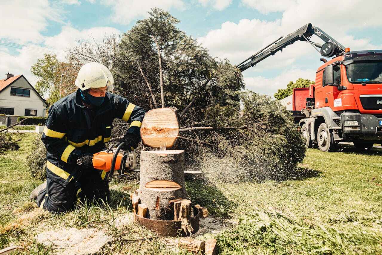 Best Tree Cutting Near Me  in Deerfield Beach, FL